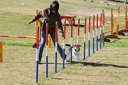 ワンちゃん大運動会開催時の様子