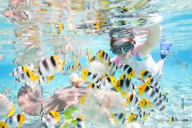 気軽に沖縄の海を楽しめるシュノーケル