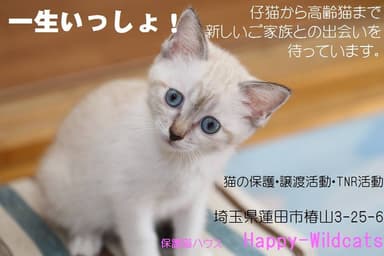 保護猫ハウス Happy Wildcats