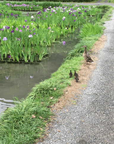 マガモの親子(菖蒲園内)