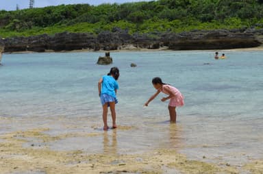 干潮時のビーチで海の生き物を楽しく観察