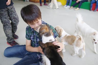 犬のふれあい