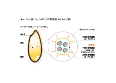 スーパー大麦バーリーマックス断面図(イメージ図)