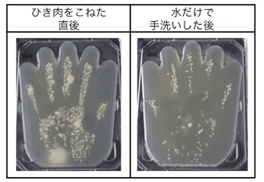 ハンバーグ調理中に手に付いた菌