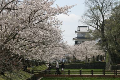 玖島城とオオムラザクラ