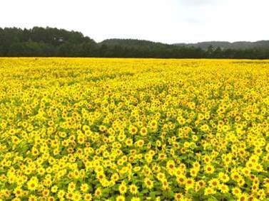 八戸市南郷・山の楽校「そばとひまわりの花見週間」