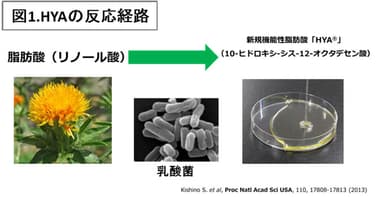 図1：HYAの反応経路