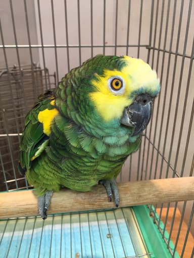 アオボウシインコ