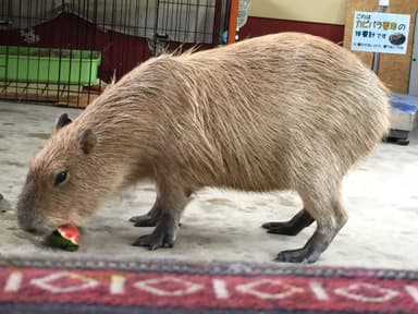 伊豆シャボテン公園「ケビン」前回のすいか早食い競争の様子