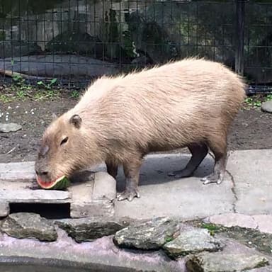 長崎バイオパーク「トク」前回のすいか早食い競争の様子