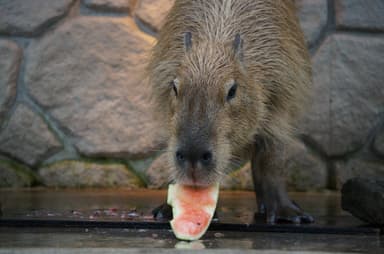 那須どうぶつ王国「さくら」前回のすいか早食い競争の様子