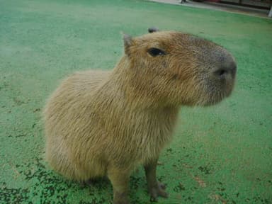 伊豆シャボテン公園「ケビン」