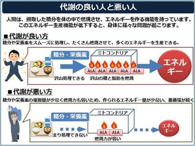 代謝の良い人と悪い人