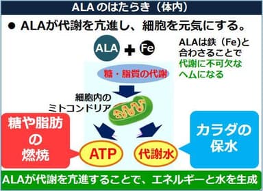 体内でのALAの働き