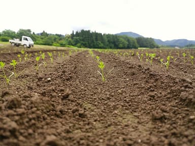 「こいくれない」栽培風景