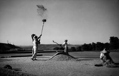 眞田準の農園、パラナ州ロンドリーナ、1955年 (C)Haruo Ohara / Instituto Moreira Salles collection