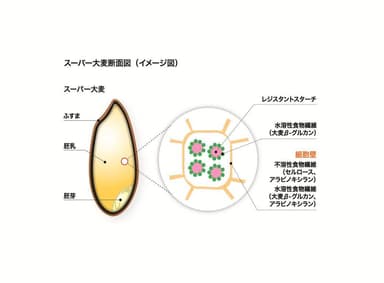 スーパー大麦食物繊維の独自構造(イメージ図)