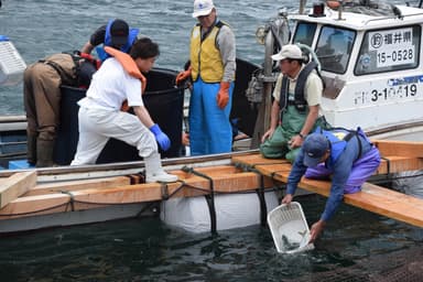 鯖サミット　鯖イメージ 2