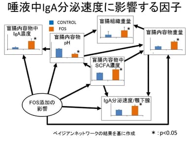 唾液中IgA分泌速度に影響する因子