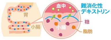 難消化性デキストリンの働き