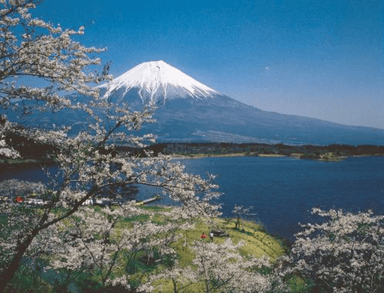 田貫湖からの桜と富士山