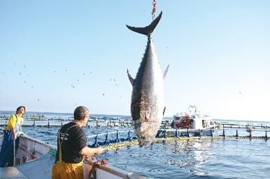 「ジャンボ生本まぐろ」漁獲風景