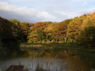 秋の光が丘公園