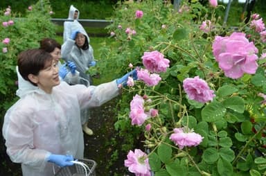 リターン商品　薔薇摘み体験の様子