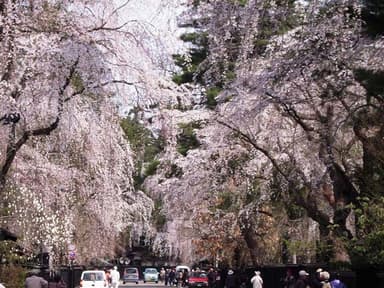 角館　武家屋敷の桜