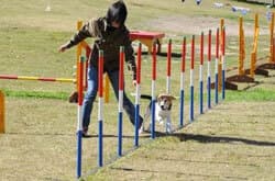 ワンちゃん大運動会開催時の様子