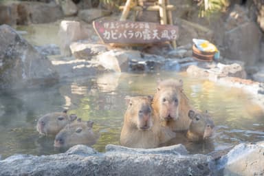 元祖カピバラの露天風呂 メイン