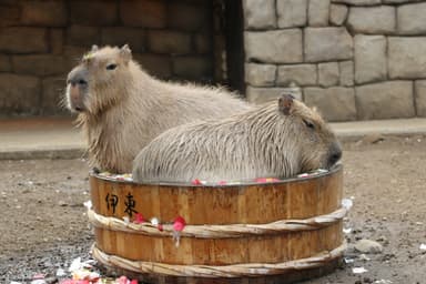 カピバラのタライの湯