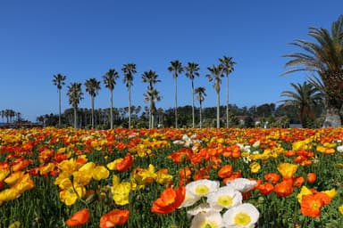 無料送迎サービスで行ける白浜フラワーパーク(休暇村館山)