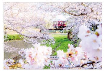 春のうららの夙川　中西 宏明さん