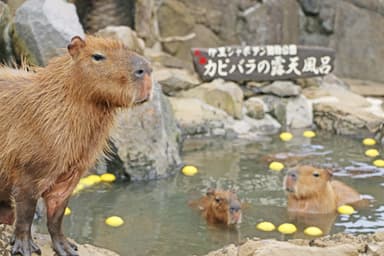 元祖カピバラの露天風呂 ～ゆず湯～ 6