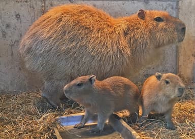 カピバラの赤ちゃん誕生