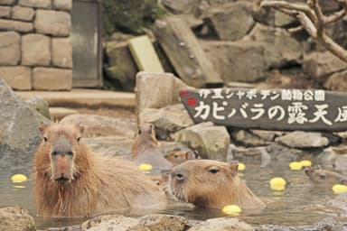 元祖カピバラの露天風呂 ～ゆず湯～ 4