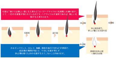 ヘアサイクルと薄毛になる仕組み