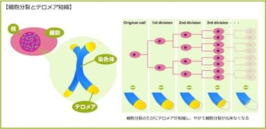 細胞分裂とテロメア短縮