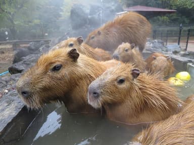 カピバラの露天風呂＜埼玉＞