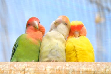 「文鳥・インコなどのペット系」