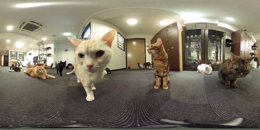 猫カフェ「きゃりこ」新宿店で2017年1月からスタート　
2017年のトレンドアイテム360°カメラ
「RICOH THETA SC」を無料貸出