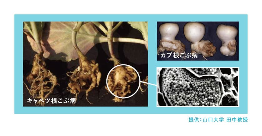 世界初　LAMP法による根こぶ病菌密度測定サービスを
2月から開始　
栽培前に発病ポテンシャルを診断し適切な薬剤使用へ貢献