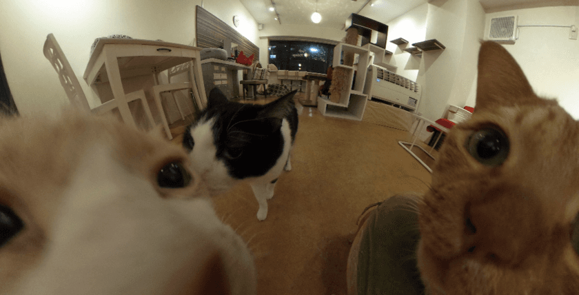 360°猫に囲まれたニャンダフルVR写真　
猫好き必見！
猫カフェを360°まるごと持ち帰り！？