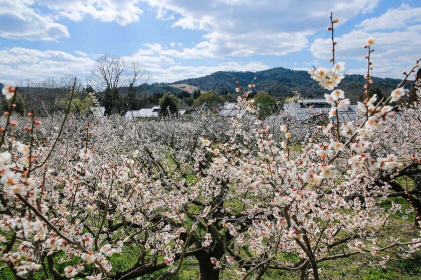 和菓子屋が育てる1,000本の梅林が乱れ咲き！
叶 匠壽庵　寿長生の郷「梅まつり」を3月4日～20日開催