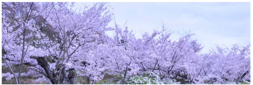 「太閤四季彩園～官兵衛古道」桜ライトアップ　および 敷地内歩行者通り抜け解禁のお知らせ　4月1日(土)より　有馬温泉 太閤の湯にて