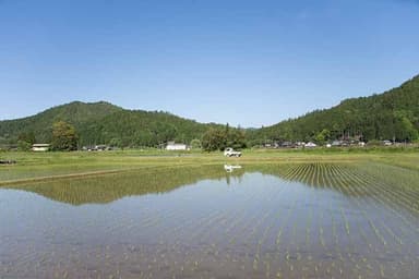 里山の水田　イメージ