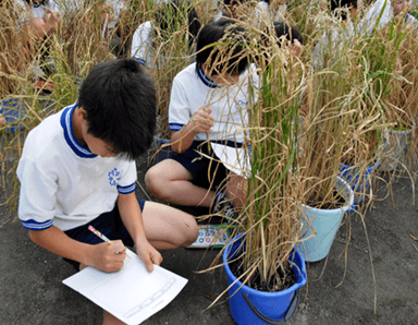 小学校での取組みの様子