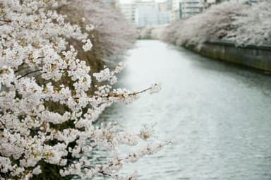 目黒川の桜