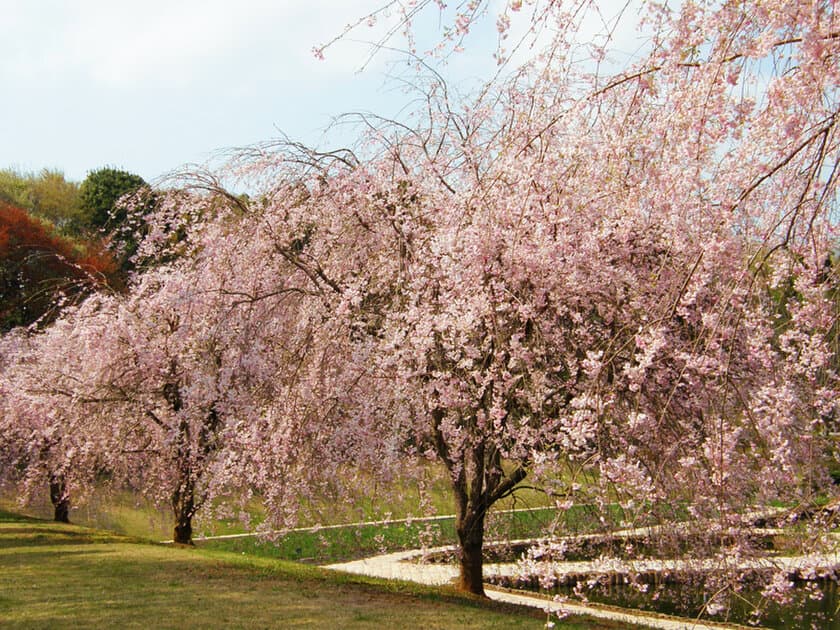 庭園彩る10種250本の桜を見に、美術館へ　
お花見シーズンの4月1日から「ヴォルス」展開催